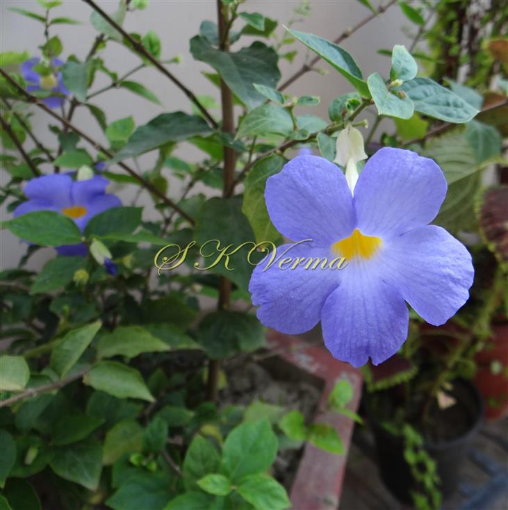  Flowering shoot